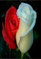 Читать книгу Никаких поцелуев